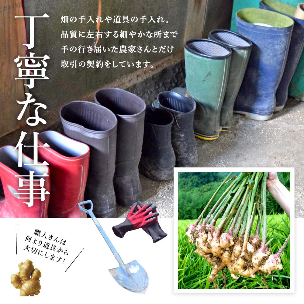 生姜PR1