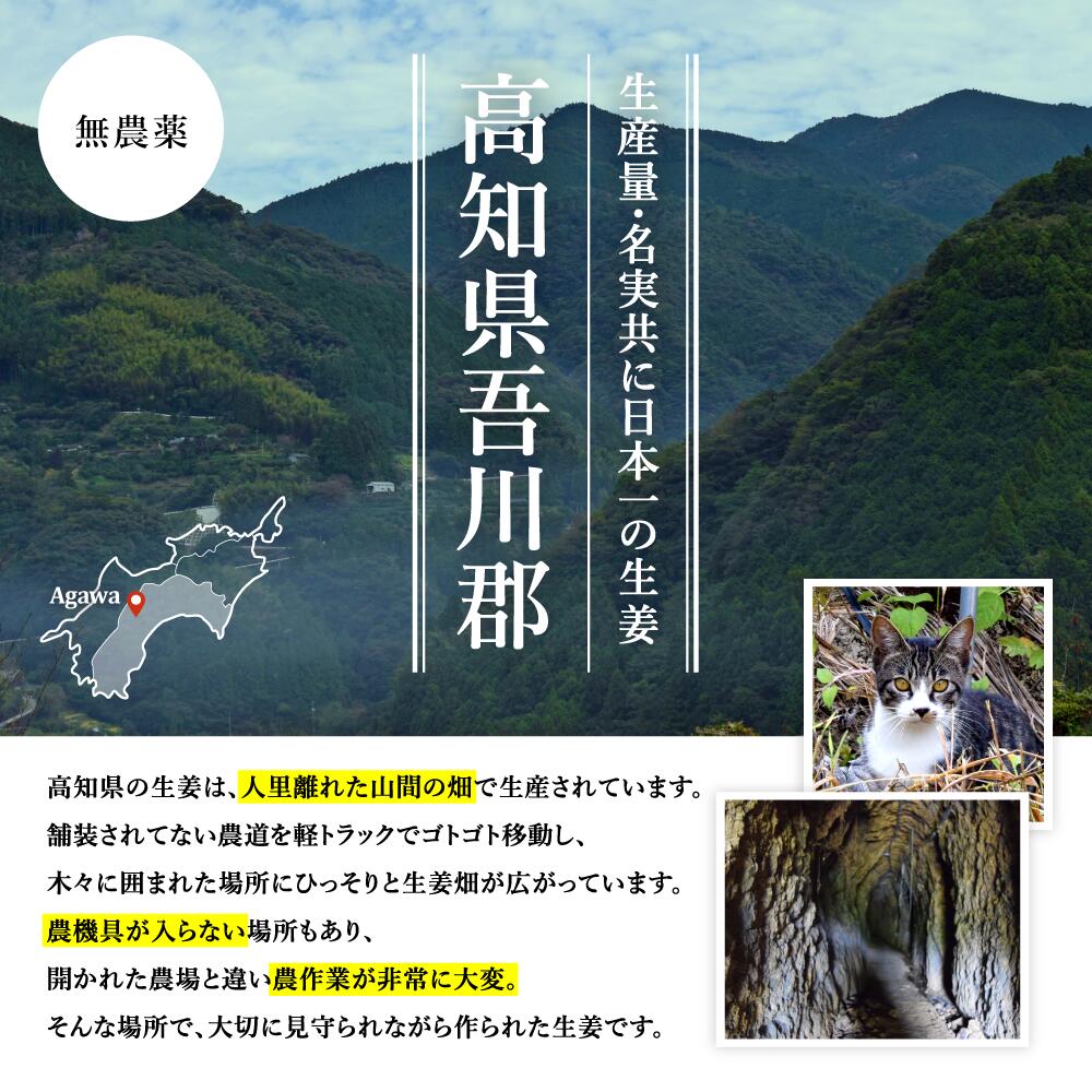 無農薬 生姜 1kg 高知県産 国産 送料無料 しょうが ショウガ 根生姜 農薬不使用 業務用 長期保存 冷え性 温活 ジンジャー 佃煮 薬味 きざみ 生姜焼き 唐揚げ 2