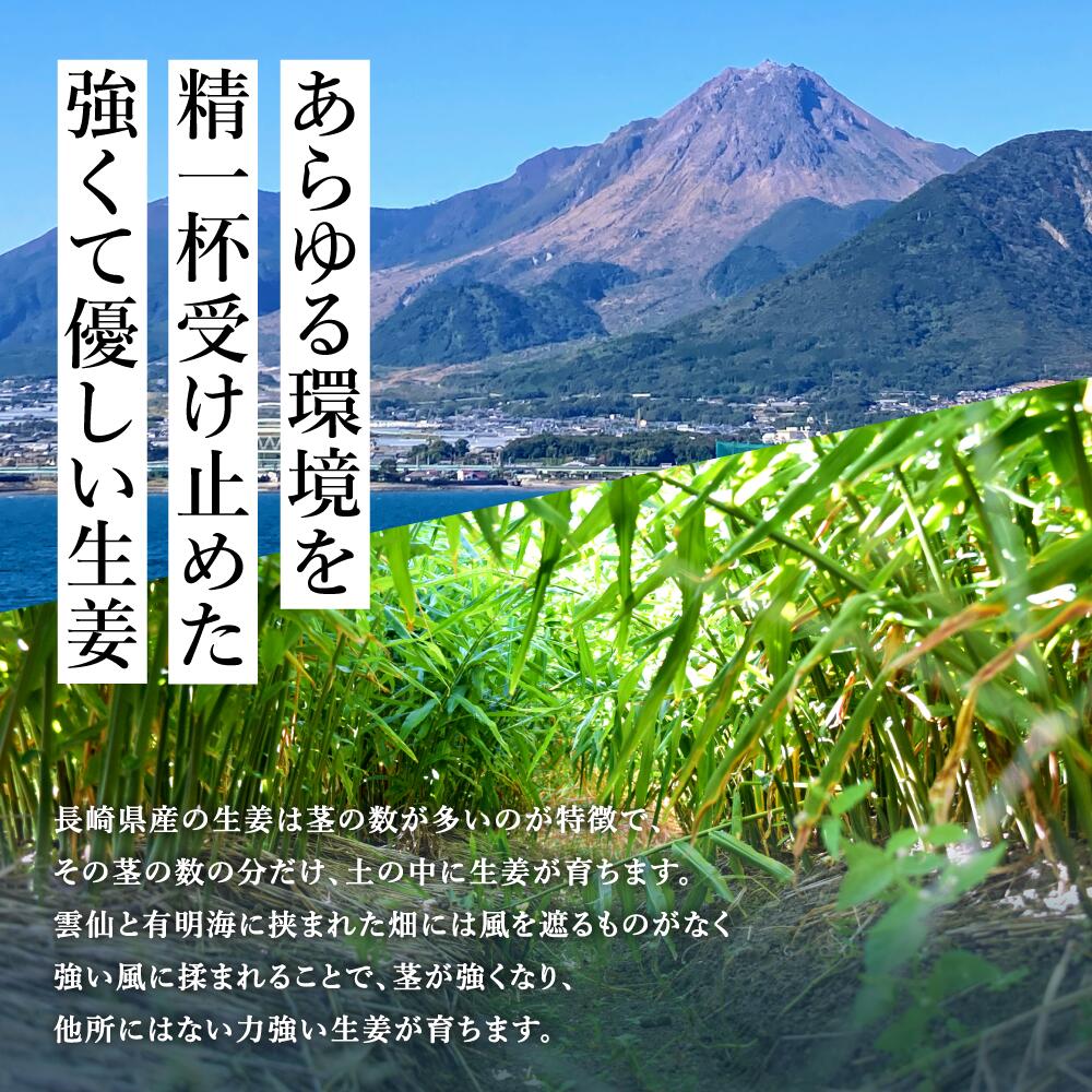 無農薬 生姜 1kg 長崎県産 国産 送料無料 しょうが ショウガ 根生姜 農薬不使用 業務用 長期保存 冷え性 温活 ジンジャー 佃煮 薬味 きざみ 生姜焼き 唐揚げ 3