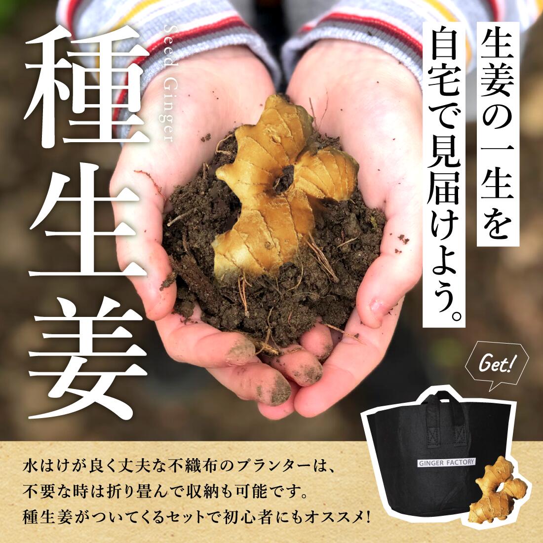 種生姜 熊本県産 無農薬生姜 1kg 送料無料 国産 生姜 しょうが ショウガ 生姜栽培 しょうが栽培 家庭菜園　種子 種用 たねしょうが 種しょうが 種生姜 たね生姜 生姜種 生姜の種 栽培 種芋 根生姜 2