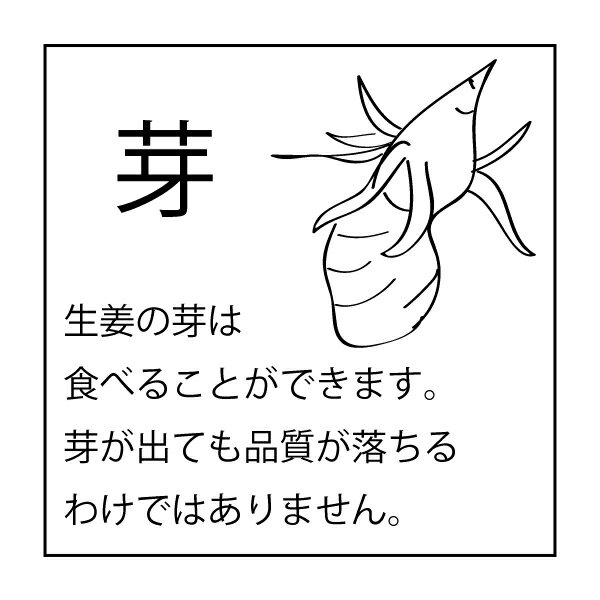 生姜の芽