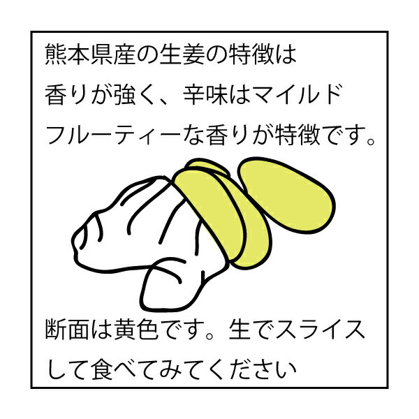 断面と特徴