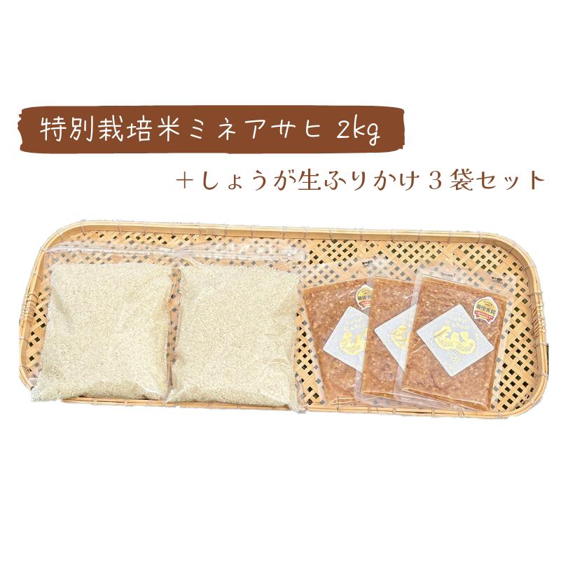 新米令和7年産【特別栽培米ミネアサヒ2kg＋ジンジャーママ しょうが生ふりかけ3袋セット】愛知県足助産｜天然水育ちのこだわり米｜・有機栽培｜生姜ふりかけ付きギフトにもおすすめ