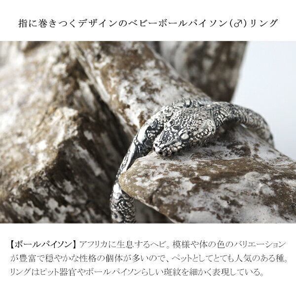 Cold I's ボールパイソン ベビー ♂ 巻きつき リング 1〜30号 シルバー925 指輪 ピンキーリング シルバーアクセサリー ニシキヘビ ヘビ 蛇 スネーク パイソン ボア 爬虫類 は虫類 リアル メンズ レディース 男性 女性 彼氏 彼女 夫 妻 誕生日 記念日 プレゼント ブランド