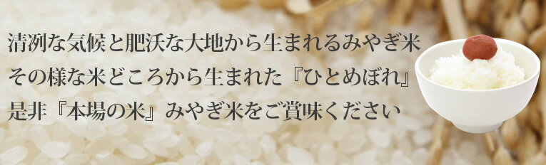 令和7年産 新米 送料無料 無洗米 【新米特売価格8,480円】 宮城県産 ひとめぼれ 10kg(5Kgx2)　乾式無洗米