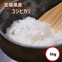 Kosihikari - 令和7年産 送料無料 無洗米 【特売価格3,650円】 宮城県産 コシヒカリ 5kg(5Kgx1)　乾式無洗米