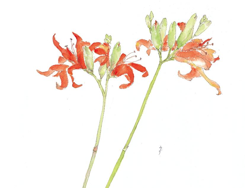 野の花額絵　わすれぐさ