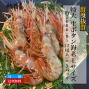【ポイント10倍!7/4(金)20時~】鮮度抜群 特大 生ボタン海老 Lサイズ 約500g(9~12尾入)×3パック 海老 エビ えび ボタンエビ 生えび 有頭 生食用 刺身用 刺身 さしみ 海外産 送料無料 海鮮 お取り寄せグルメ 詰め合わせ ギフト ギフトセット お取り寄せ