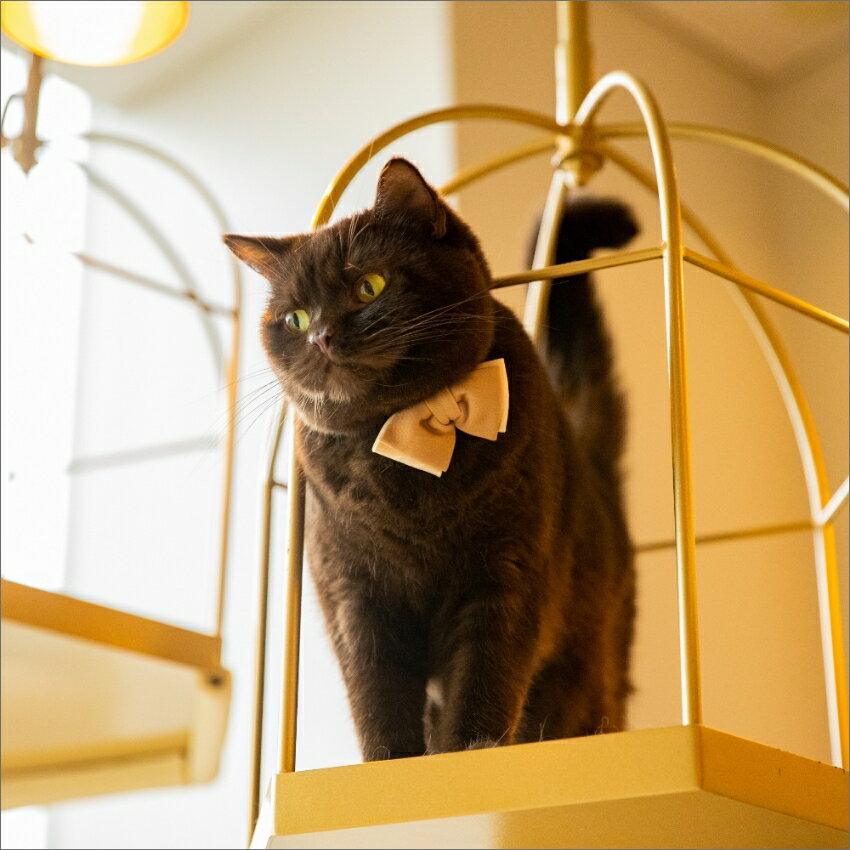 猫のための蝶ネクタイ（チャップリンボウタイ）ベージュ BEIGE　おしゃれ かわいい...