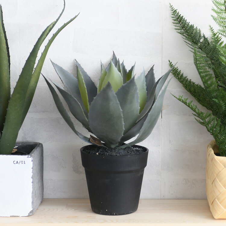 楽天市場】観葉植物 小さい(種類(植物)アガベ)の通販 楽天市場】観葉植物 小さい(種類(植物)アガベ)の通販