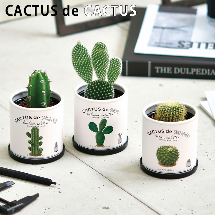 栽培キット 室内 サボテン CACTUS de CACTUS カクタスdeカクタス 丸サボテン 柱サボテン ウチワサボテン 種 かわいい おしゃれ グリーン インテリア 置物 体験 プチギフト おうち時間 植物 簡単 楽しい 鑑賞 ギフト プレゼント