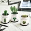 栽培キット 室内 サボテン CACTUS de CACTUS カクタスdeカクタス 丸サボテン 柱サボテン ウチワサボテ..
