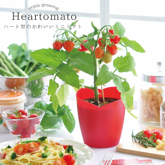 栽培キット トマト 室内 栽培セット ハートの実がなる ハートマト ガーデニング 家庭菜園 食育 育てる おしゃれ 趣味 小学生 子供 体験 キット プランター かわいい プレゼント プチギフト ギフトのサムネイル