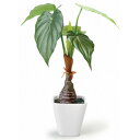 造花 グリーン 観葉植物 アロカシア インテリア おしゃれ 光触媒 KUポット かわいい 葉っぱ ギフト お祝い 開店 開業 おすすめ 鉢 人工観葉植物 カフェ...