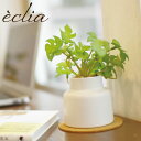 フェイクグリーン モンステラ 観葉植物 人工観葉植物 造花 エクリア ミニ 卓上 CT触媒 光触媒 消臭 防汚 抗菌 簡単 清潔 安心 水やり不要 インテリア ...