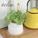 フェイクグリーン モンステラ 観葉植物 人工観葉植物 造花 エクリア 卓上 CT触媒 光触媒 消臭 防汚 抗菌 簡単 清潔 安心 水やり不要 インテリア 玄関 ...