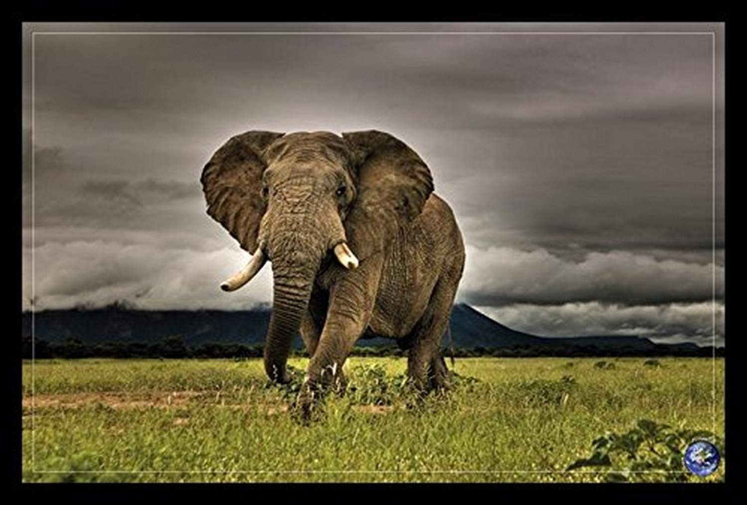 BuyartforlessフレームアフリカのMajesty象「写真アートポスター印刷、36 x 24