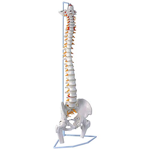 UPstore 実物大 脊髄骨盤模型 90cm 背骨 脊柱模型 1/1サイズ 脊柱可動型モデル 吊り下げ 台座付きせき髄 模型 男性骨盤 脊柱可動 ヘルニア病部 脊髄神経根