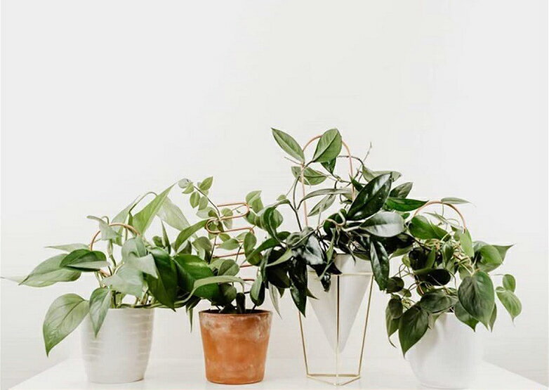 送料無料 ミニトレリス 植物支柱 つる性植物用 観葉植物 植木鉢 園芸 誘引 サポー...