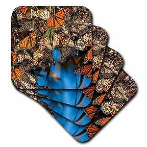 3dRose USA, California, Pismo Beach. Migrating monarch butterflies. - ...