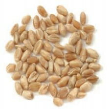 小麦粒ハード - 5ポンド Dylmine Health Wheat Kernel Hard - 5 Lbs 小麦粒ハード - 5ポンド Dylmine Health Wheat Kernel Hard - 5 Lbs