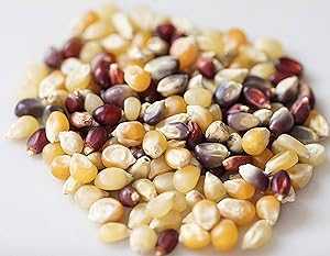 INTERNATIONAL POPCORN 1.9 LB Heirloom Multi-colored Premium Popcorn Ke...