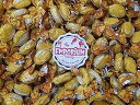 Emporium Candy Ginger Hard Candies - 2 lbs of Individually Wrapped Fresh Sweet G...