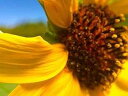Posterazzi PDXWJTFLO00125SMALL ひまわり I フォト プリント、24 x 18、マルチ Posterazzi PDXWJTFLO00125SMALL Sunflower I Photo Print, 24 x 18, Multi