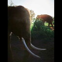 Black Ivory Coffee Black Ivory Whole Bean Coffee - The World s Only Elephant-Ref...