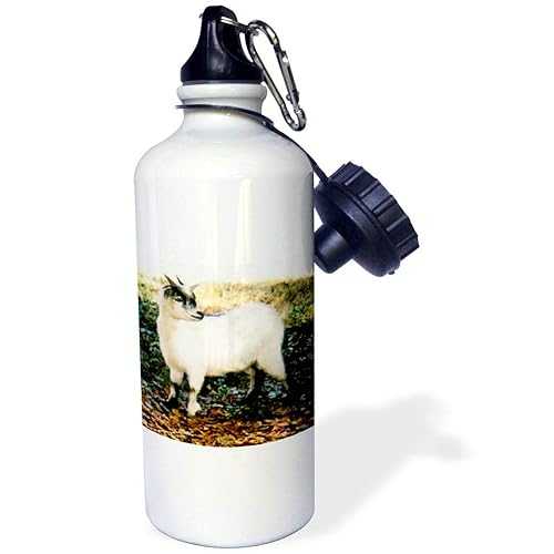 3dRose Pygmy Goat Sports Water Bottle, 21 oz, White