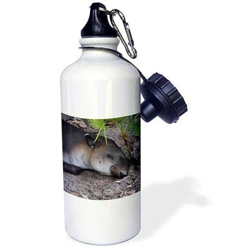 3dRose Sleeping Tapir Under Palmetto Close up Sports Water Bottle, 21oz, Multicolored