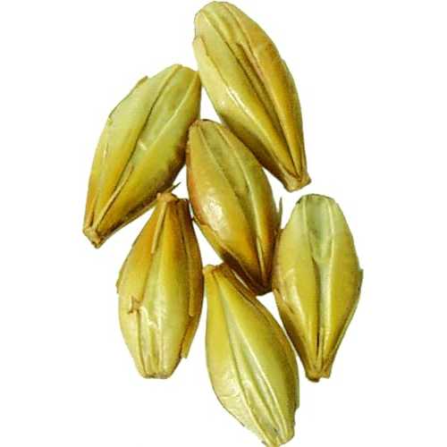 Brewmaster-GR540E Malt - Caramel 40L - 5 lb