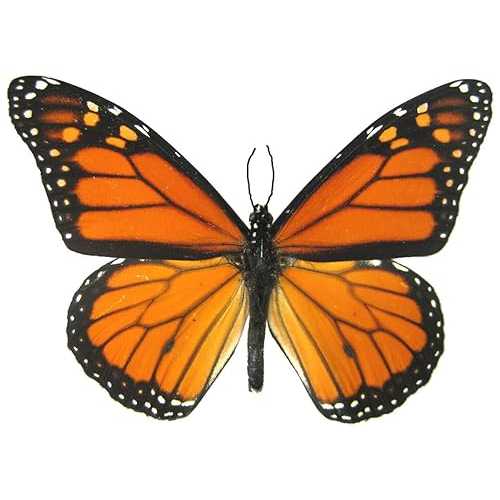 6 Large Monarch Butterfly Temporary Tattoos by Butterfly Utopia 6 Large Monarch Butterfly Temporary Tattoos by Butterfly Utopia