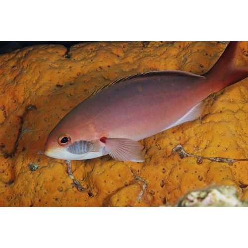 Posterazzi クレオレフィッシュ ボネール島カリブ海オランダ ポスター プリント (17 x 11) を食べる等..