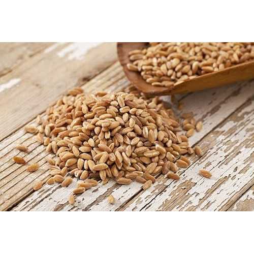 大麦皮むき - 55ポンド Dylmine Health BARLEY HULLED- 55lb