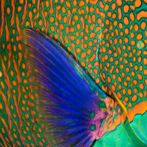 Posterazzi インドネシア ブダイの鱗と胸鰭のクローズアップ コモド ポスター プリント (36 x 24) Posterazzi Indonesia Close-Up Of Parrotfish Scales And Pectoral Fin Komodo Poster Print, (36 x 24)