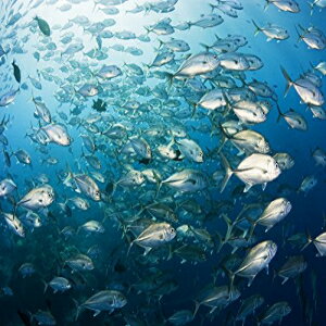 Posterazzi ミクロネシアスクーリングメバチジャックフィッシュ (Caranx Sexfasciatus) ヤップ島ポスタープリント、(17 x 11) Posterazzi Micronesia Schooling Bigeye Jack Fish (Caranx Sexfasciatus) Yap Poster Print, (17 x 11)