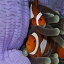 Posterazzi ピエロクマノミのペア インドネシア ポスター プリント (34 x 23) Posterazzi Pair of Clown Anemonefish Indonesia Poster Print, (34 x 23)