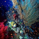 タイタンモンガラカワハギ 鱗ヒレ アンティアス コーラル 紅海 エジプト ポスター プリント by Ali Kabas (18 x 12) Titan triggerfish Scalefin Anthias Coral Red Sea Egypt Poster Print by Ali Kabas (18 x 12)