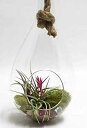 Athena's Garden LO-HCH0913-2APS-1APM-L-PRSM-MIX Indoor Terrarium, Large, Multicolor Air Plant