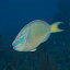 Posterazzi Stoplight Parrotfish on Caribbean reef Poster Print, (36 x 22)