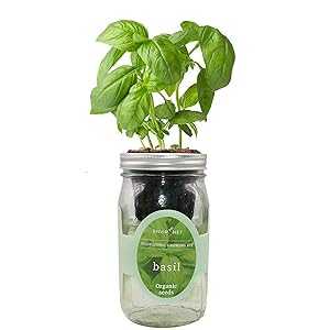 Environet Hydroponic Growing Kit, Self-Watering Mason Jar Herb Garden Starter Kit Indoor, Window..