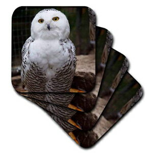 3dRose CST_79143_3Ȃ蔒ɕꂽtNE--Z~bN^CR[X^[Ai4Zbgj 3dRose CST_79143_3 Pretty White Snowy Owl- Birds- Animals Ceramic Tile Coasters, (Set of 4)