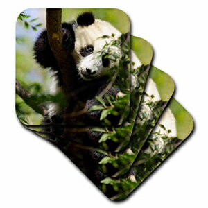 3dRose Giant Panda Bear、リサーチステーション、サンディエゴ動物園Ca-Us05 Mpr0038-マレサプライアー-ソフトコースター、4個セット（CST_88551_1） 3dRose Giant Panda Bear, Research Station, San Diego Zoo Ca - Us05 Mpr0038 - Maresa Pryor -