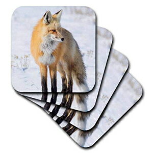 雪の中に立つ3dRoseRed Fox、イエローストーン国立公園、4つのセラミックタイルコースターのワイオミングセット 3dRose Red Fox Standing In Snow, Yellowstone National Park, Wyoming Set Of 4 Ceramic Tile Coasters