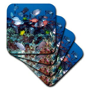 3dRose Tropical Coral Reef Fish - Ceramic Tile Coasters, set of 4