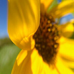 Posterazzi PDXWJTFLO00126LARGE ひまわり II フォト プリント、36 x 24、マルチ Posterazzi PDXWJTFLO00126LARGE Sunflower II Photo Print, 36 x 24, Multi