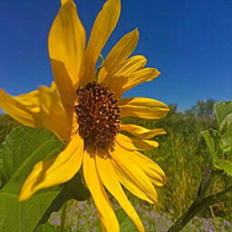 Posterazzi PDXWJTFLO00128SMALLひまわりIV写真プリント、24 x 18、マルチ Posterazzi PDXWJTFLO00128SMALL Sunflower IV Photo Print, 24 x 18, Multi