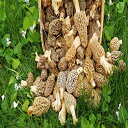 ܂ɓ[LmR̖Eq K[fLmR̖EqLbg 5 KɂȂ܂ ARA2 Morel Mushroom Spores in Sawdust Bag Garden Mushrooms Spore Grow Kit Makes 5 gal