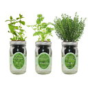 Environet Hydroponic Growing Kit Set, Self-Watering Mason Jar Herb Garden Starter Kit Indoor, Grow Your Own Herbs from Seeds (Mint, Cilantro and Thyme)